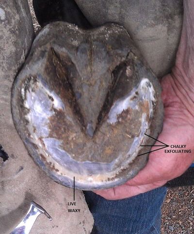 Horse foot showing live waxy area and exfoliating chalky residue from hoof.