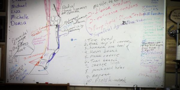 Whiteboard with lessons showing the lower limb anatomy plus a list  for steps to make a horse shoe.