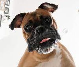 The starting prices is reserved for the smaller smooth coat dogs in this category, such as Basset Ho