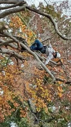 Expert Tree Climber hanging, cutting a limb