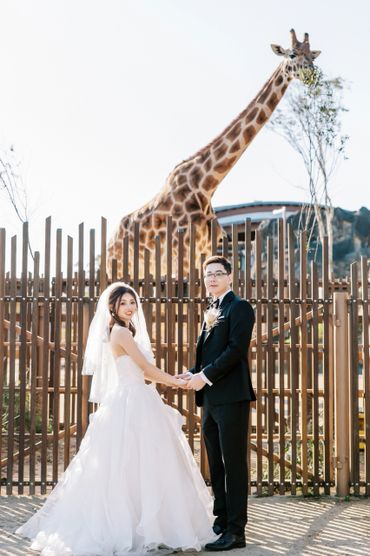 Newlyweds pose happily with a giraffe in the background at a zoo.