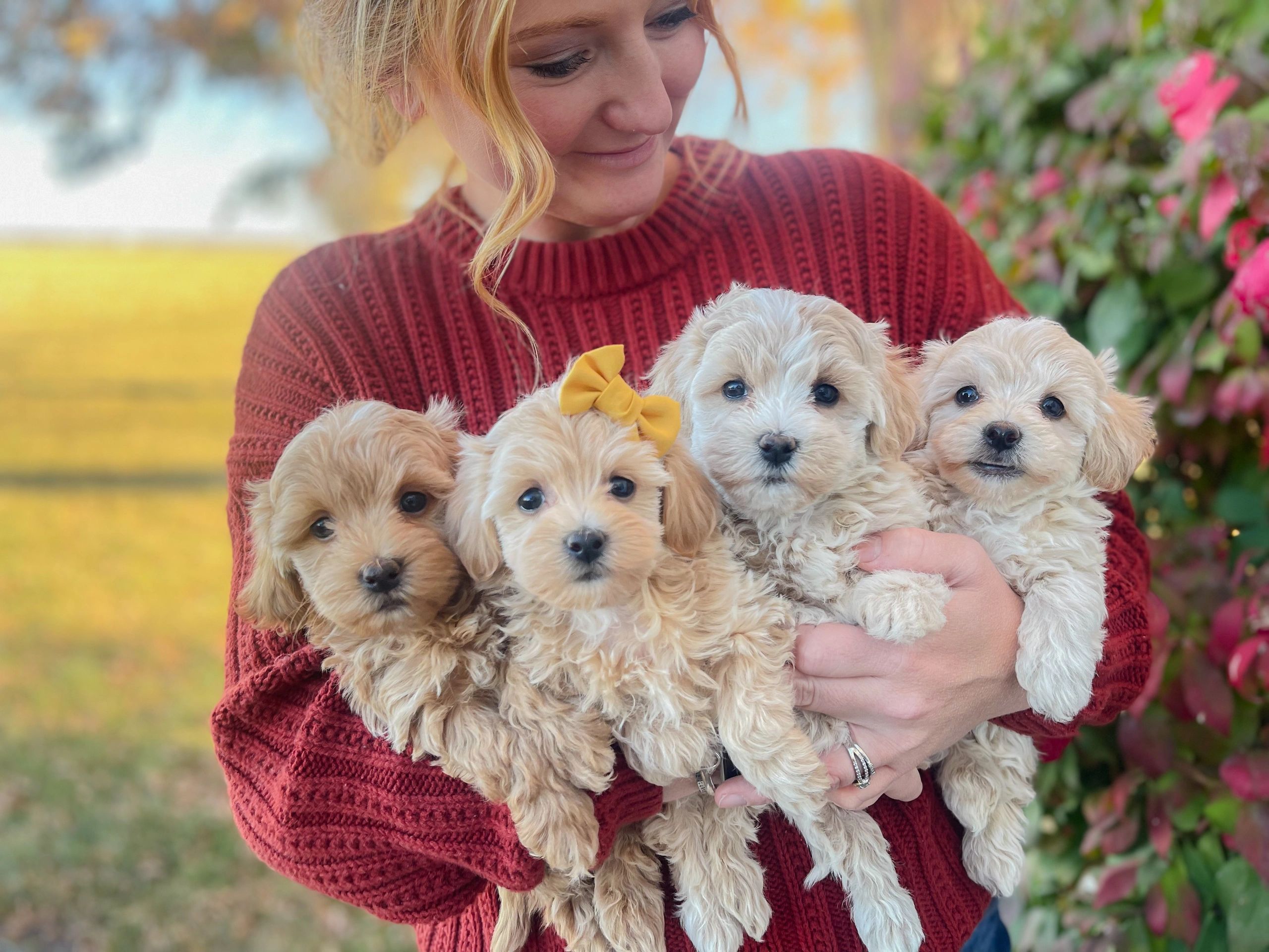 mini red poodle puppies for sale