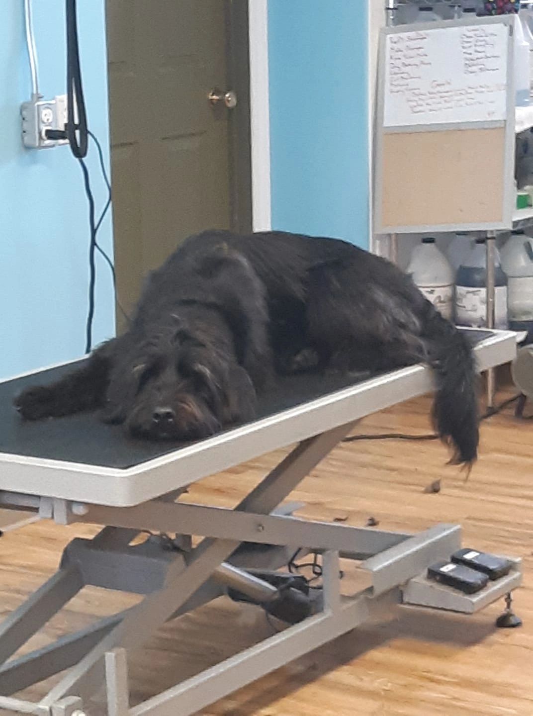 Doggie Daycare Atmosphere Pet Grooming Classy Canines Kingston