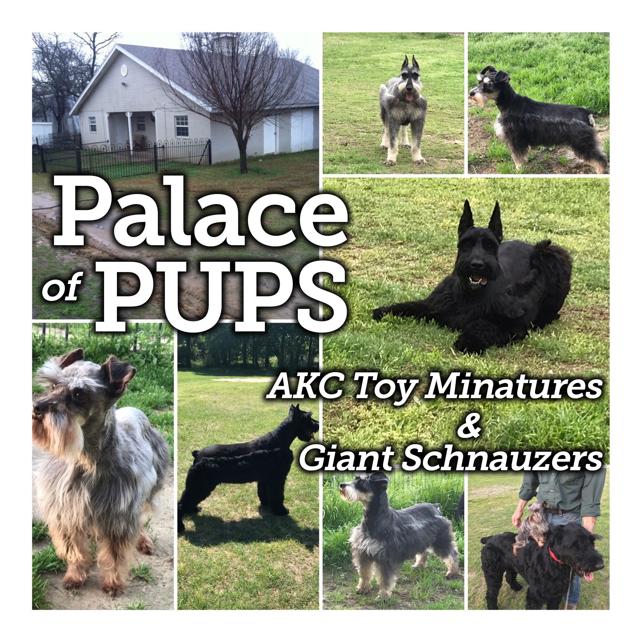 older schnauzers for sale