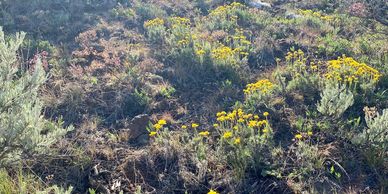 wildfire remediation. prevent degradation and increase biodiversity while increasing water retention