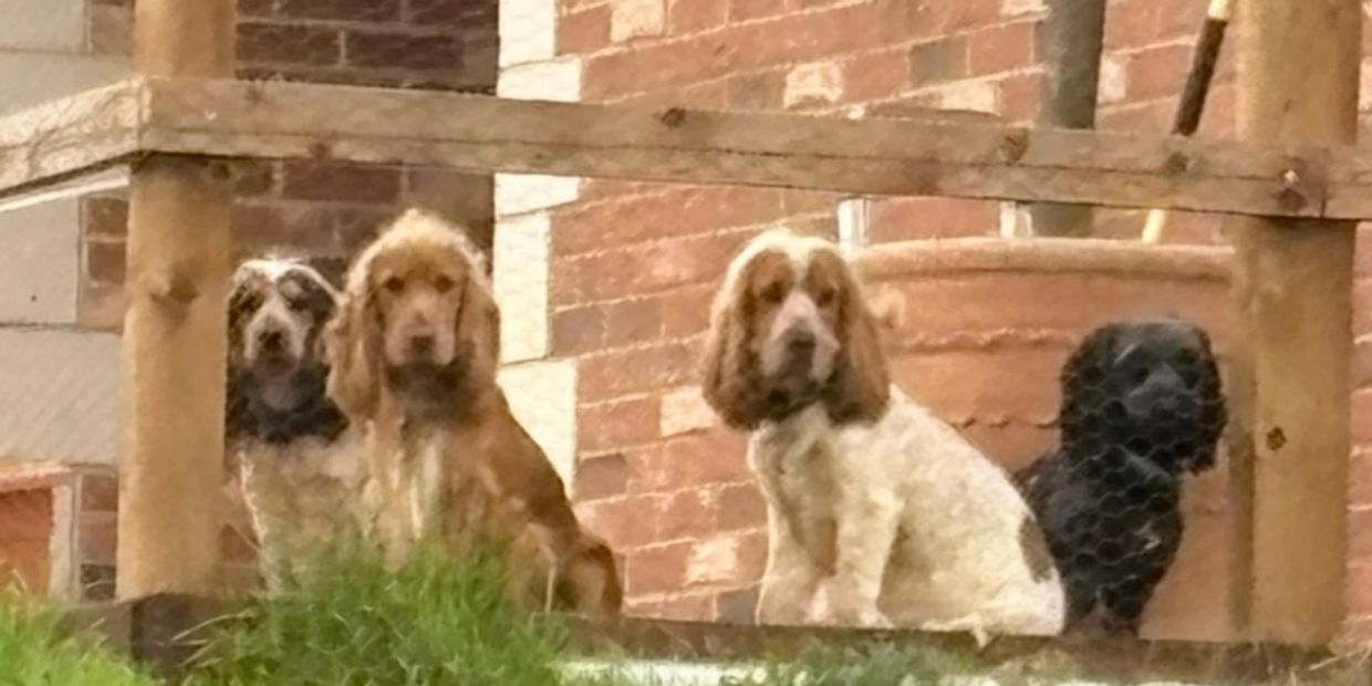 Four dogs sitting behind a wooden fence near a brick wall.