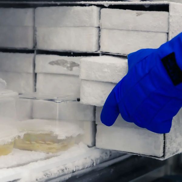 Pharmaceutical Consulting - facilitating supply of deep frozen biologicals to Australia.