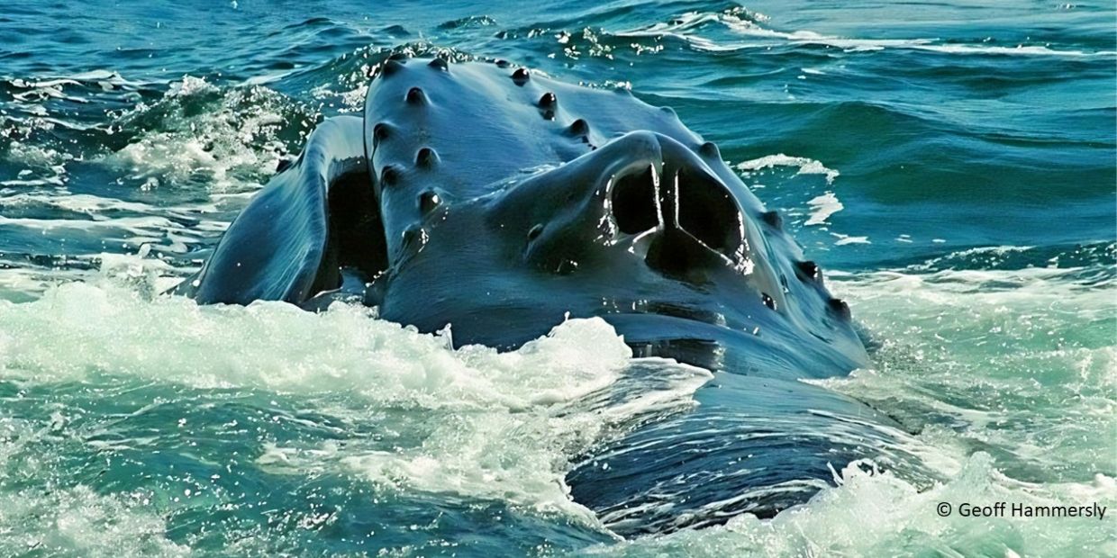 Close-up of a whale surfacing in the ocean.