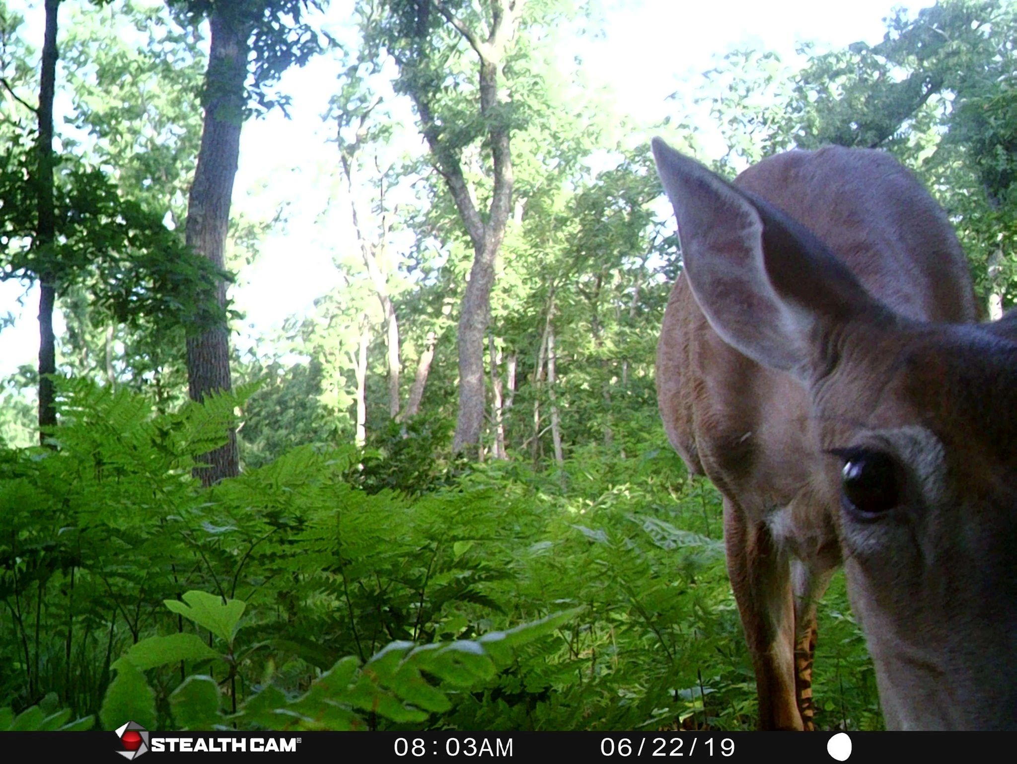 Stealthcam trail camera, photo taken in Michigan.