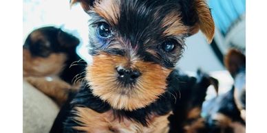 Available Male Yorkie puppy for sale - Prince Charming