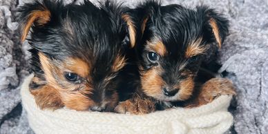 Two male yorkie puppies in a basket