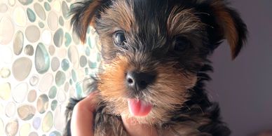 male yorkie puppy with tongue sticking out