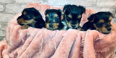 2 male Yorkie puppies , 2 female Yorkie puppies