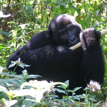 Gorilla Treking in Uganda