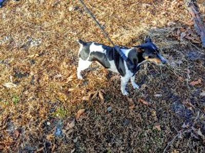 Briarbey's Fisk Hardwood Chigg