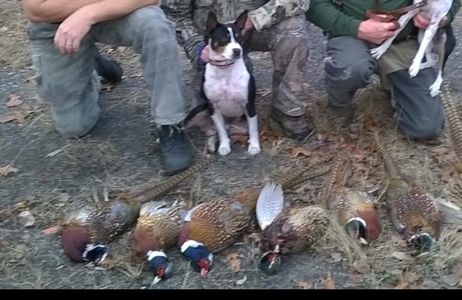 Seidel's Romeo  helped the this fine pheasant hunt.  Romeo is the Daddy