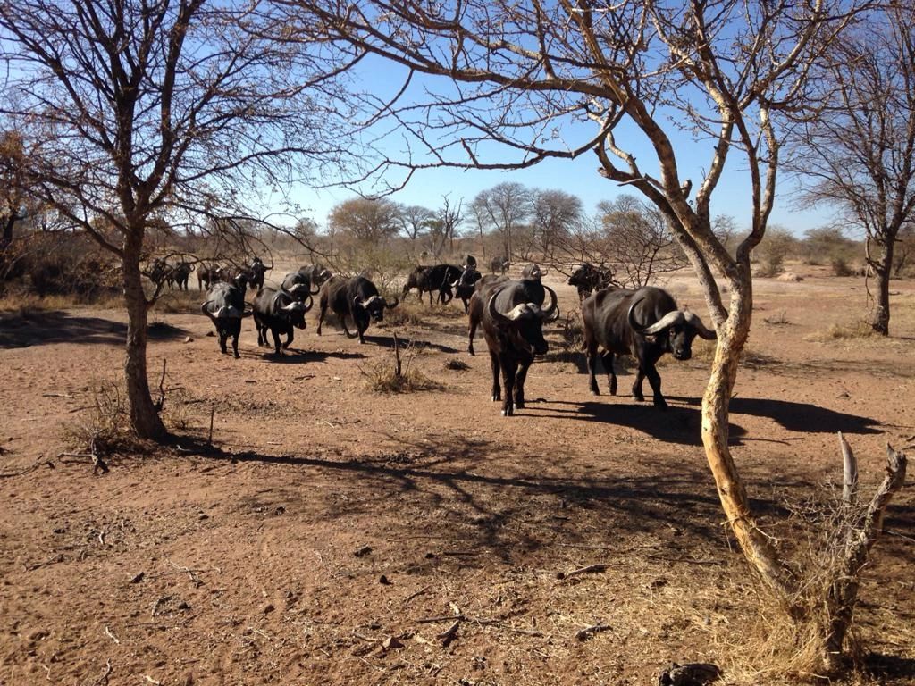 African Cape Buffalo