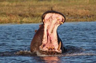 Hippo siting.