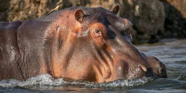Zambezi River Cruise Hippopotamus