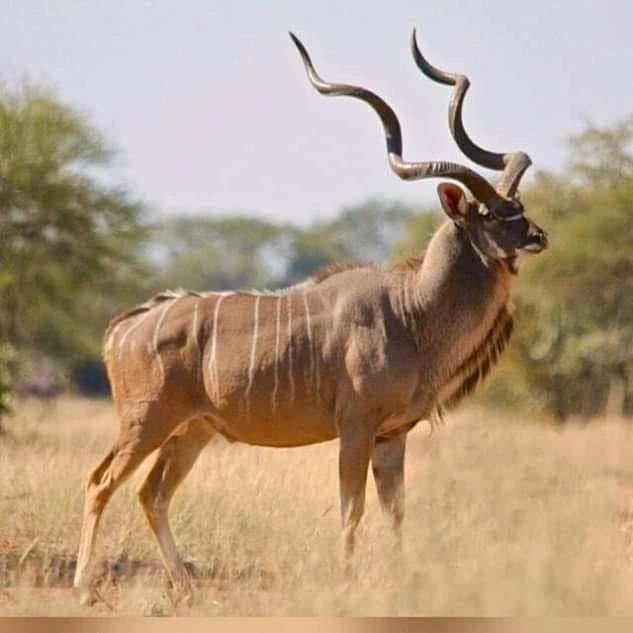 Kudu