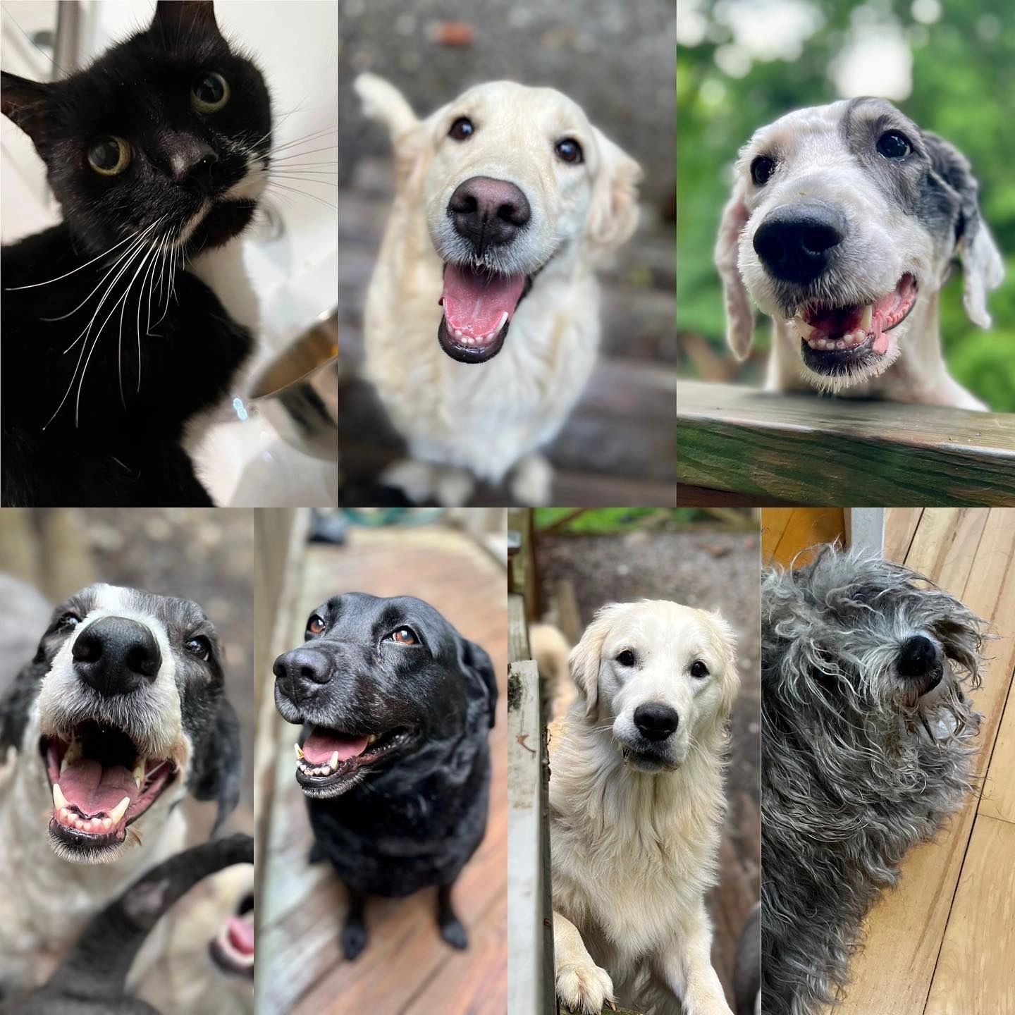 Diana's Paws - Pet Sitting & Walking, Horse Care