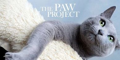 The Paw Project helps educate cat owners on why declaw surgery is harmful to your cat