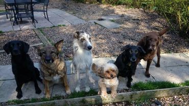 Six dogs of various breeds sitting outdoors on a sunny day.