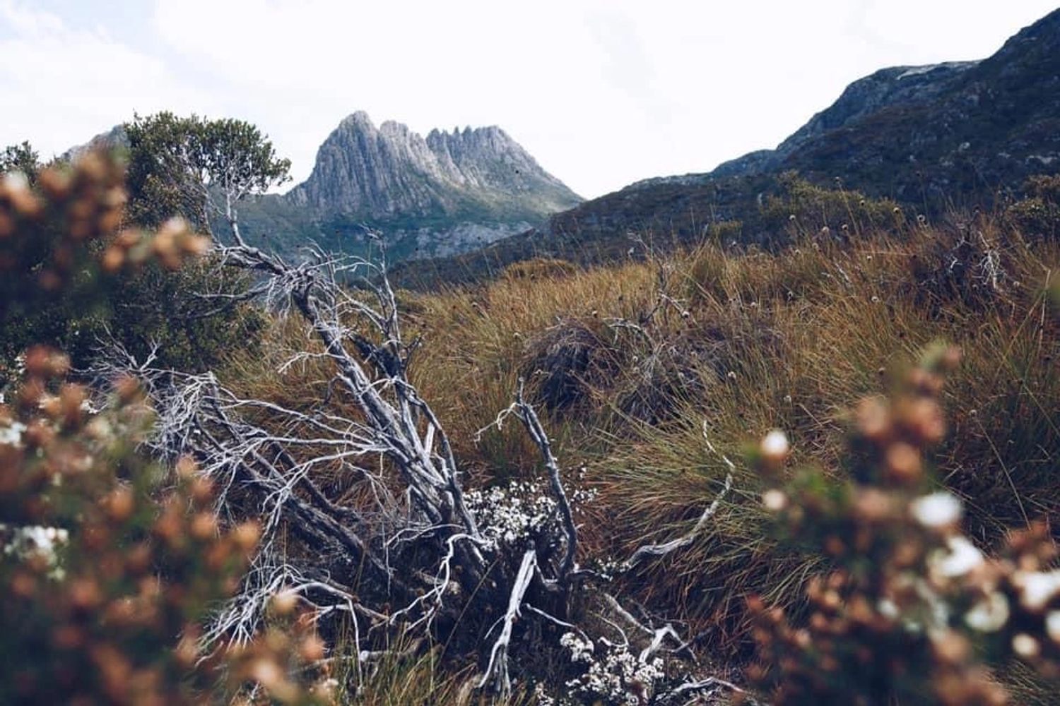 Cradle Mountain by Renee Thurston 📸
