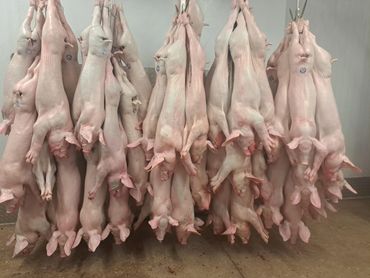 Several pig carcasses hanging in a meat processing facility.