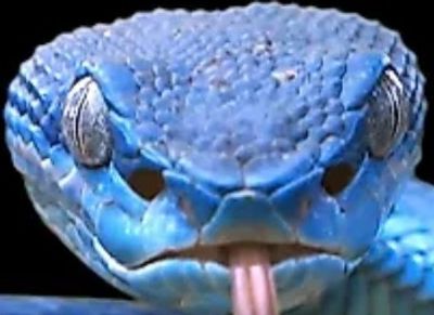 Close-up of a blue snake with its tongue out.