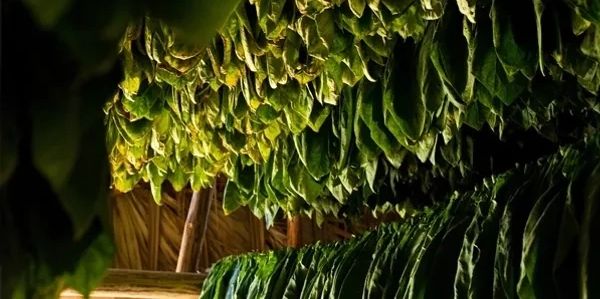 Rows of tobacco leaves hanging to dry indoors.