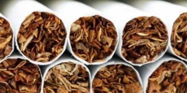 Close-up of several cigarettes showing tobacco.