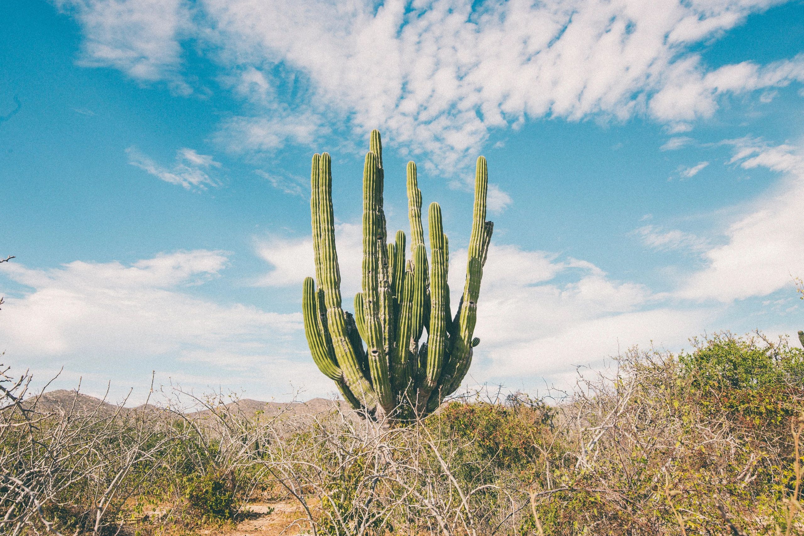 Cactus Dreams Apparel Miami, Florida