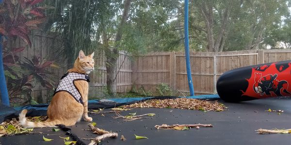 Orange cat wearing a harness sitting on a trampoline covered with leaves and sticks.