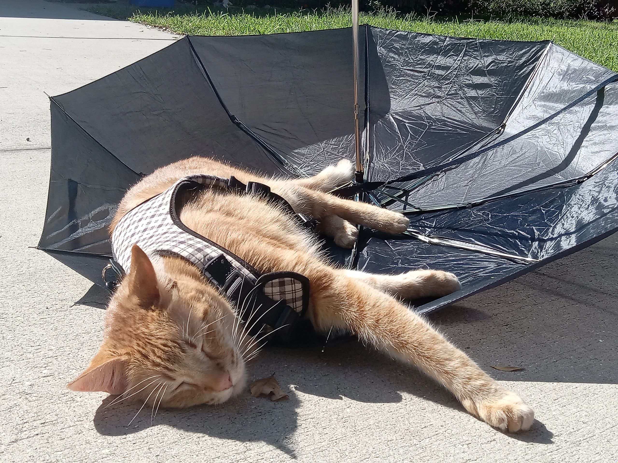 A ginger cat wearing a harness naps inside an overturned black umbrella on a sunny sidewalk.