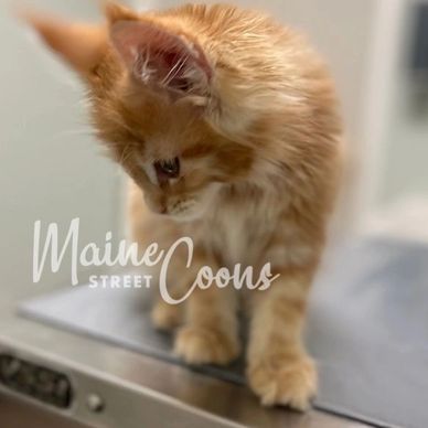 Jolene, the Hagan's red classic tabby female, is pictured on the vet exam table as a young kitten.