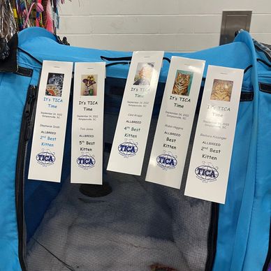 A few of the final ribbons Oscar won at his first TICA show when he was four months old