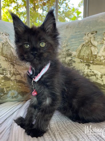 11-week-old female black smoke Maine Coon kitten