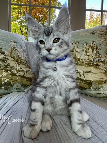 Black Silver Classic Tabby Maine Coon Kitten at 11 weeks