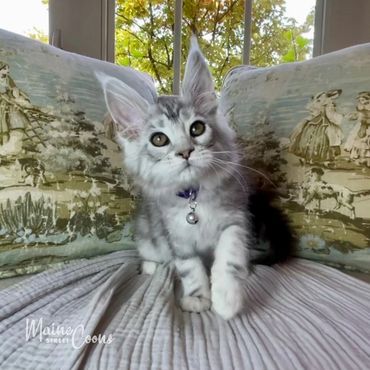 Female l Black Silver Classic Tabby Female Maine Coon Kitten
