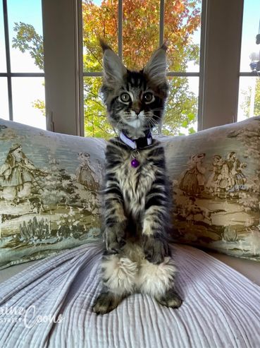 11-week-old female brown classic tabby Maine Coon kitten
