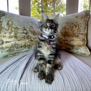 11-week-old brown (black) classic tabby Maine Coon kitten
