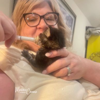 Maine Coon breeder cuddling and hand feeding a two-week-old Maine Coon kitten