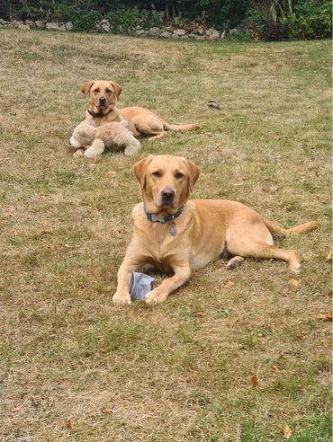 Two golden retrievers lying on grass, one with a toy and the other with a stuffed animal.