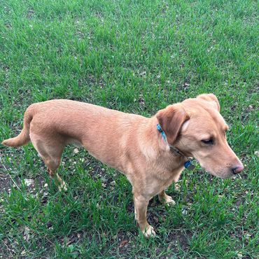 Light brown dog standing on green grass, looking to the side.