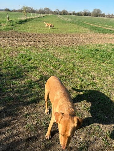 Two brown dogs exploring a sunny grassy field.