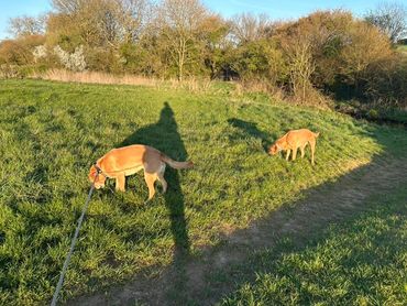 Two dogs sniffing grass on a sunny day in a park.