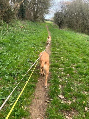 Two tan dogs walking on a narrow dirt path surrounded by grass and trees.