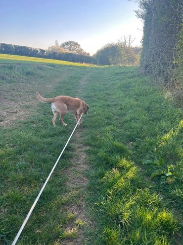 Dog on a leash exploring a grassy countryside path at sunset.
