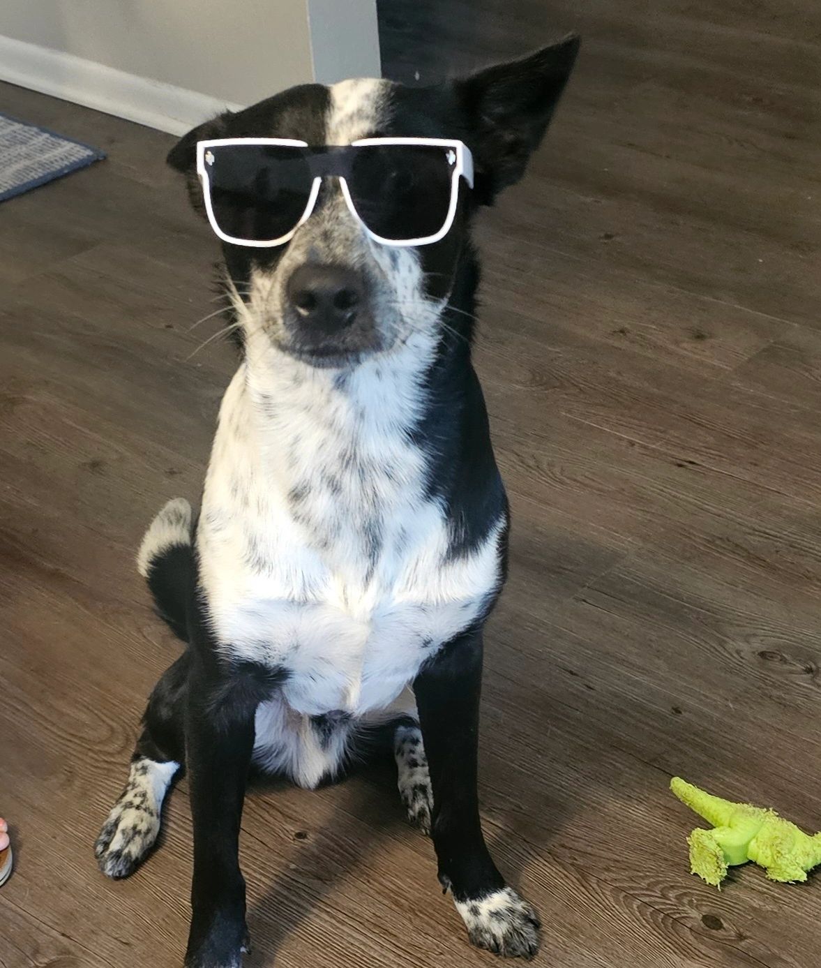 Black and white dog wearing oversized sunglasses indoors.